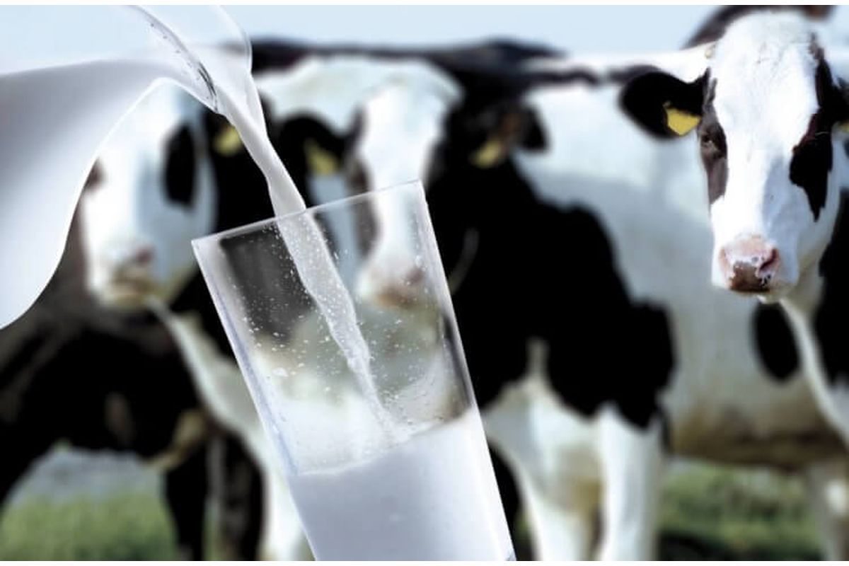 В Ивановском районе установлен новый молочный рекорд – в 10 тыс. килограммов молока