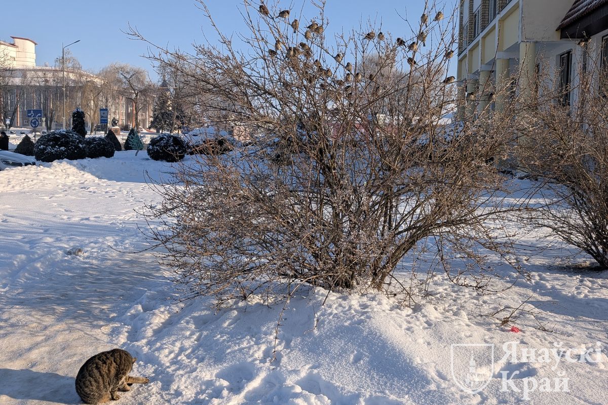 Вам нравится снежная зима?