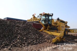 В Ивановском районе убирают сахарную свеклу